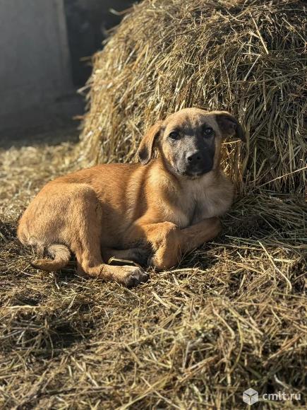 Щенки в добрые руки. Фото 5.