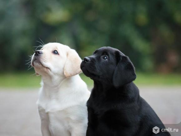 Щенки Лабрадора документы РКФ. Фото 1.