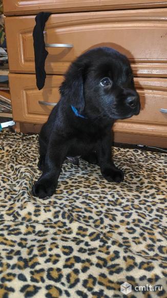 Щенки Лабрадора документы РКФ. Фото 3.