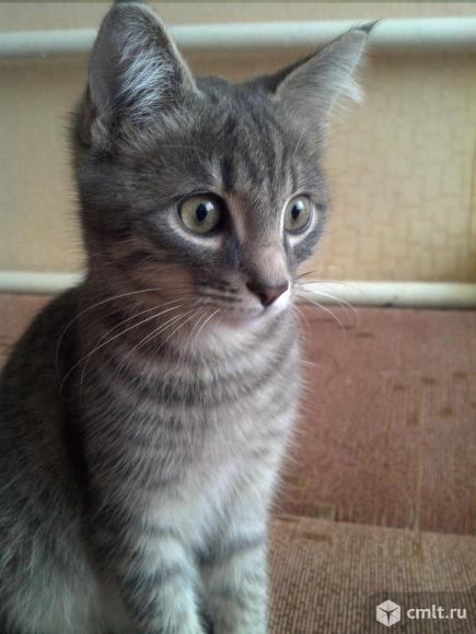 Котята от ангорской кошки. Фото 1.