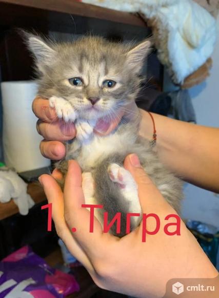 Котята добрые руки. Фото 1.