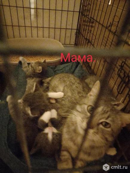 Котята добрые руки. Фото 12.