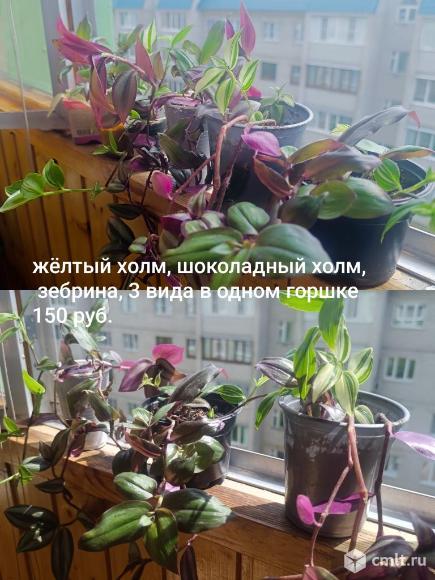 Комнатные цветы. Фото 9.