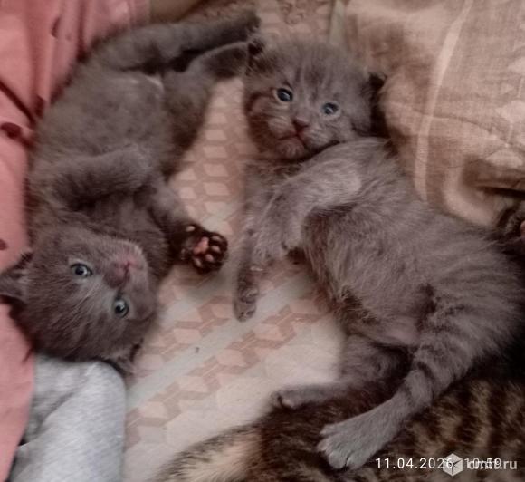 Отдам вислоухих котят в добрые руки. Фото 4.