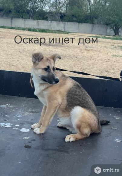 Оскар ищет дом. Фото 1.