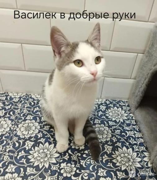 Котенок подросток Василий. Фото 5.