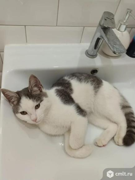 Котенок подросток Василий. Фото 1.