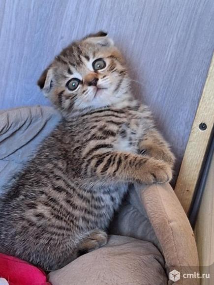 Котята шотландской породы окрас золотая шиншилла. Фото 1.