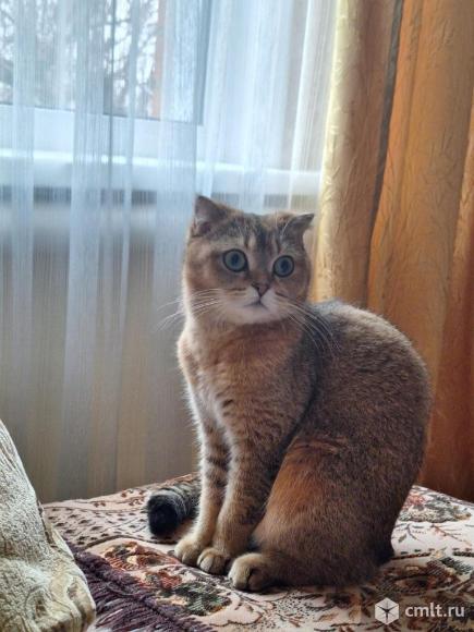 Котята шотландской породы окрас золотая шиншилла. Фото 5.