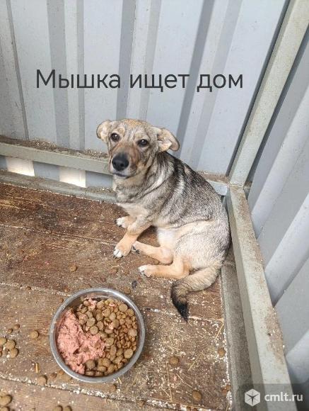 Щенуля Мышуля ищет дом. Фото 1.