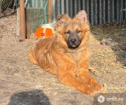 Щенок ЖУЛИК ищет дом. Фото 1.