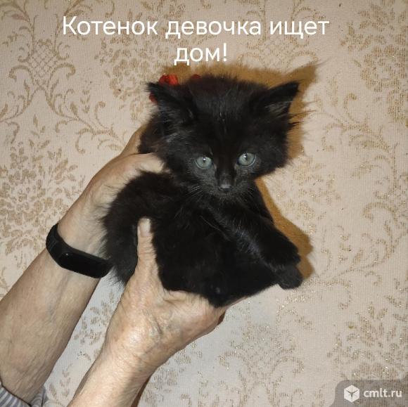Котенок девочка в добрые руки. Фото 1.