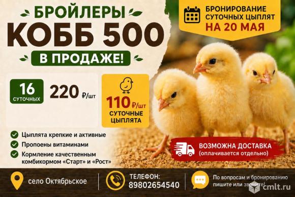 Цыплята бролера кобб 500. Фото 1.