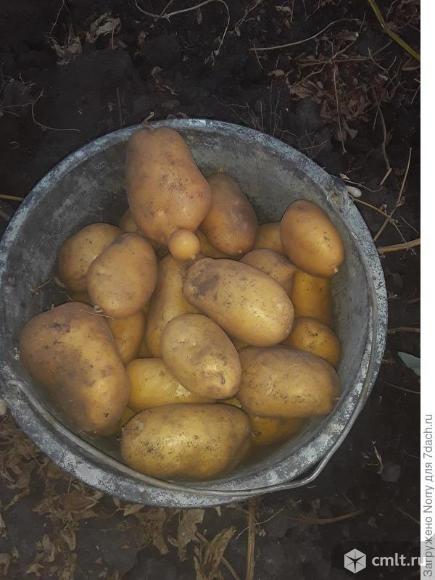 Продам картофель. Урожай 2025 года.. Фото 1.
