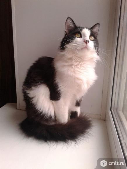 Красивый  молодой  кот  Томас. Фото 5.