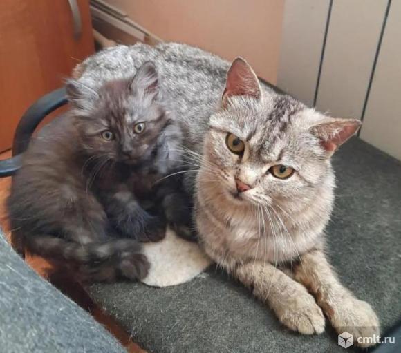 Котята в дар. Фото 1.