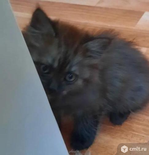 Котята в дар. Фото 8.