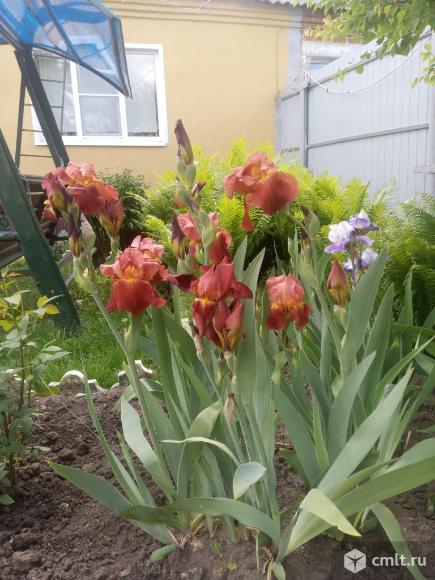 Цветы. Фото 1.