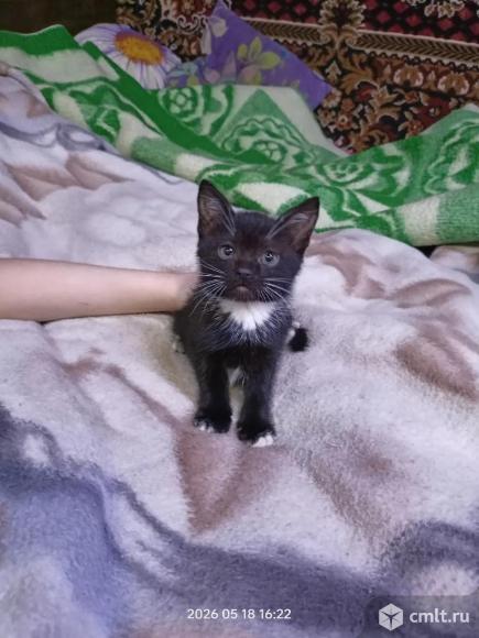 Шотландский прямоухий короткошёрстный котёнок. Фото 1.