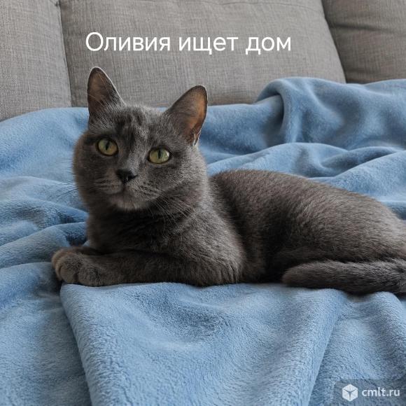 Молодая кошечка ищет дом. Фото 1.