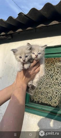 Котята в добрые руки. Фото 1.