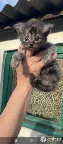 Котята в добрые руки. Фото 4.