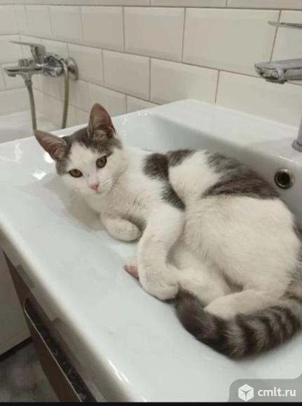 Милый котик ищет дом. Фото 1.