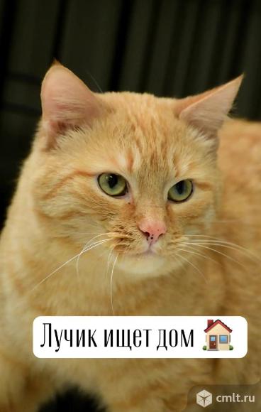 Рыжий кот в добрые руки. Фото 1.