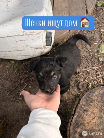 Погибают щенки на стройке. Фото 1.