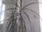 Драцена( маленькая пальма) с горшком. Фото 1.