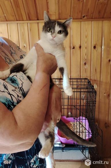 Кошка Лиза ищет дом. Фото 1.