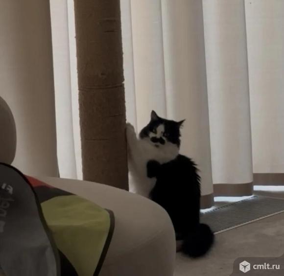 Кошка Герета ищет дом. Фото 1.