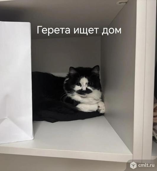 Кошка Герета ищет дом. Фото 4.