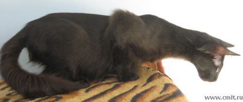 балинезийская кошка,дллинношерстная сиамская,длинношерстная ориентальная,котята