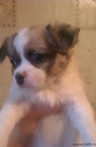 Шпиц+пекинес. Фото 1.