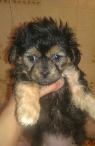 Шпиц+пекинес. Фото 2.