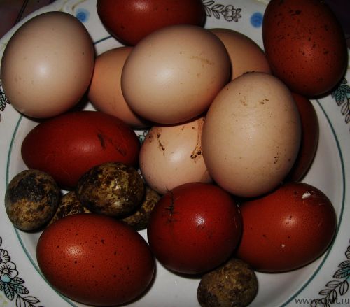 Инкубационное яйцо. Фото 1.