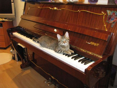 Фортепиано Аккорд 2. Фото 1.