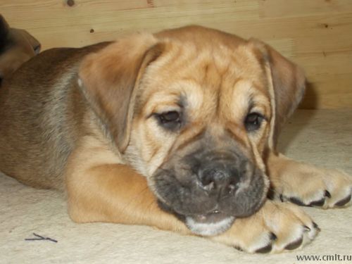 Продажа ка-де-бо щенки. Фото 8.