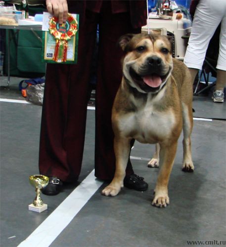 Отец - Арнольд Габриель Грин -Интерчемпион, Чемпион и Грандчемпион союзных республик, Чемпион России. Лучший представитель породы