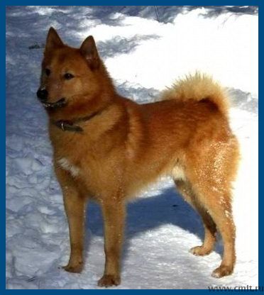 карело-финская лайка