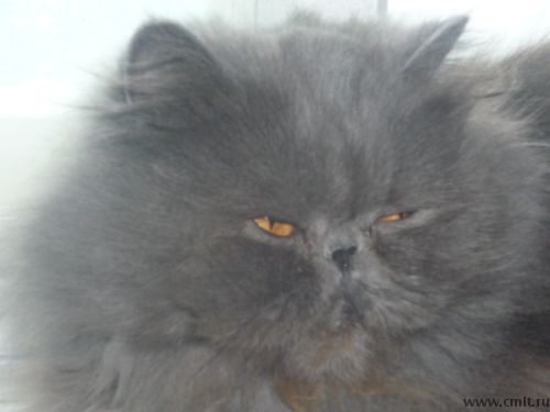 Персидская голубая экстрималка. Фото 1.