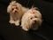 Мальтезе мини и стандарт(мальтийская болонка) белоснежные щенки. Фото 3.