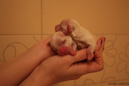 Мальтезе мини и стандарт(мальтийская болонка) белоснежные щенки. Фото 5.