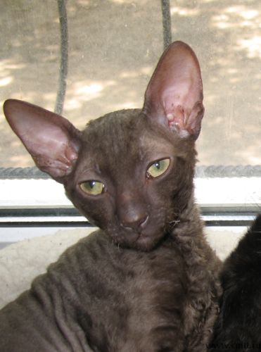 кот для вязки