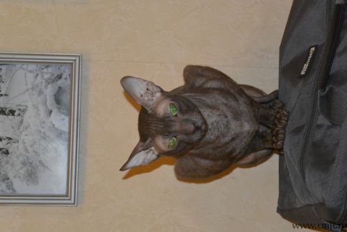 вязка корниш-рекс