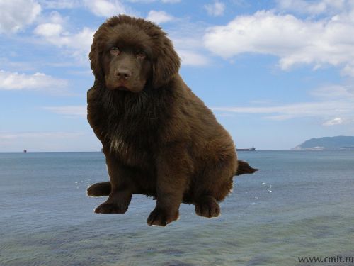 Щенок породы ньюфаунленд, коричневый окрас, отличная родословная, доставка.