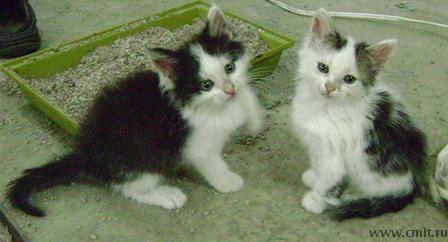 Помесных сибирских котят, 1 мес., мальчики. Фото 1.