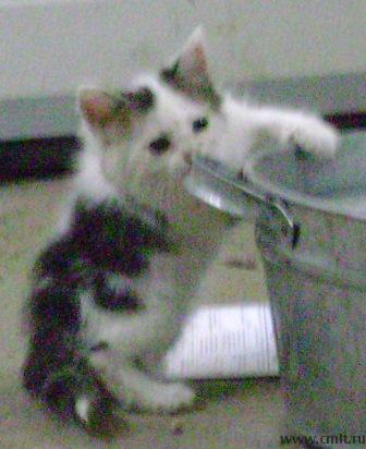 Помесных сибирских котят, 1 мес., мальчики. Фото 4.