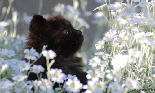 Черный котенок в хорошие руки